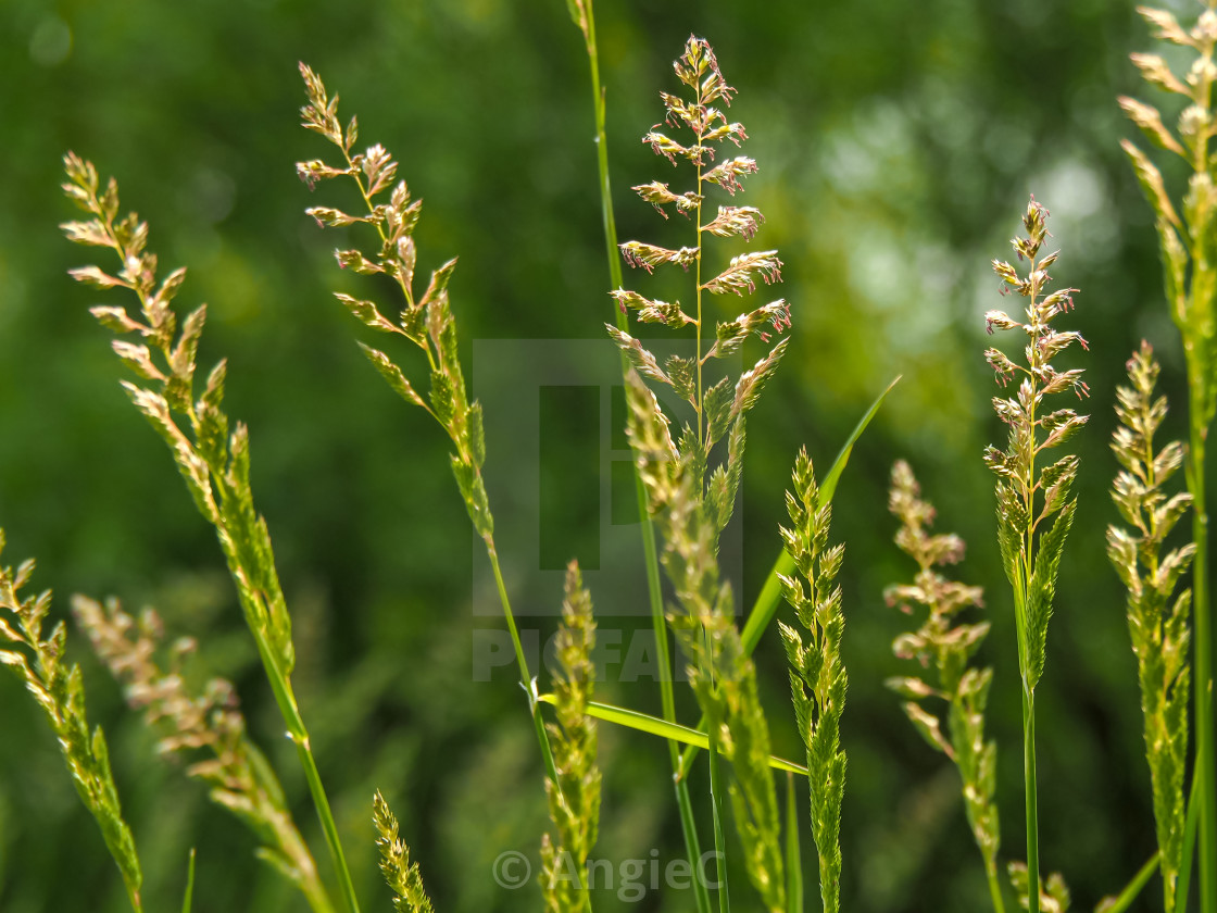 "Grass flowers" stock image