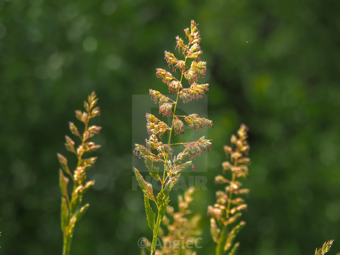 "Grass flowers" stock image