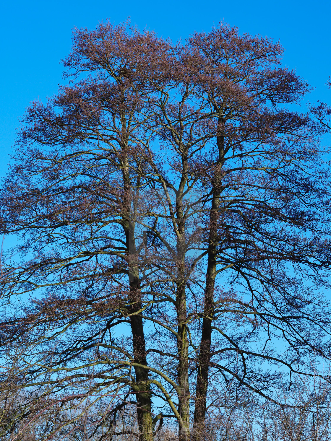 "Three Tall Trees" stock image