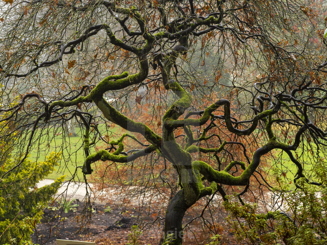 "Mossy Acer tree in a garden in autumn" stock image