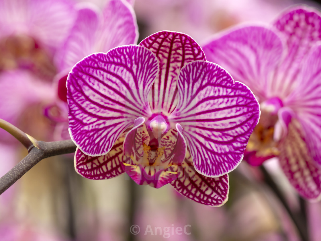 "Bright pink Orchid" stock image