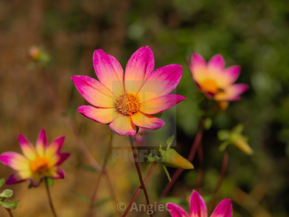 "Pink and yellow single Dahlia flowers in a garden" stock image