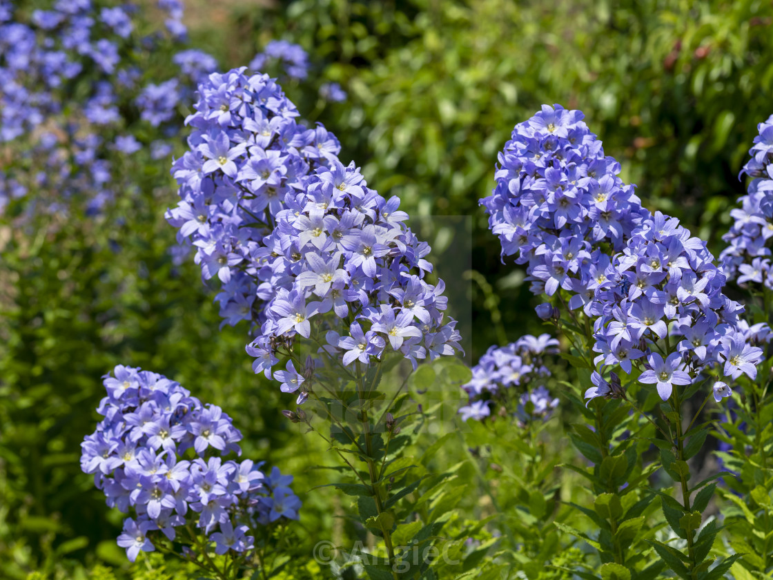 "Lovely blue Phlox flowering in a garden" stock image