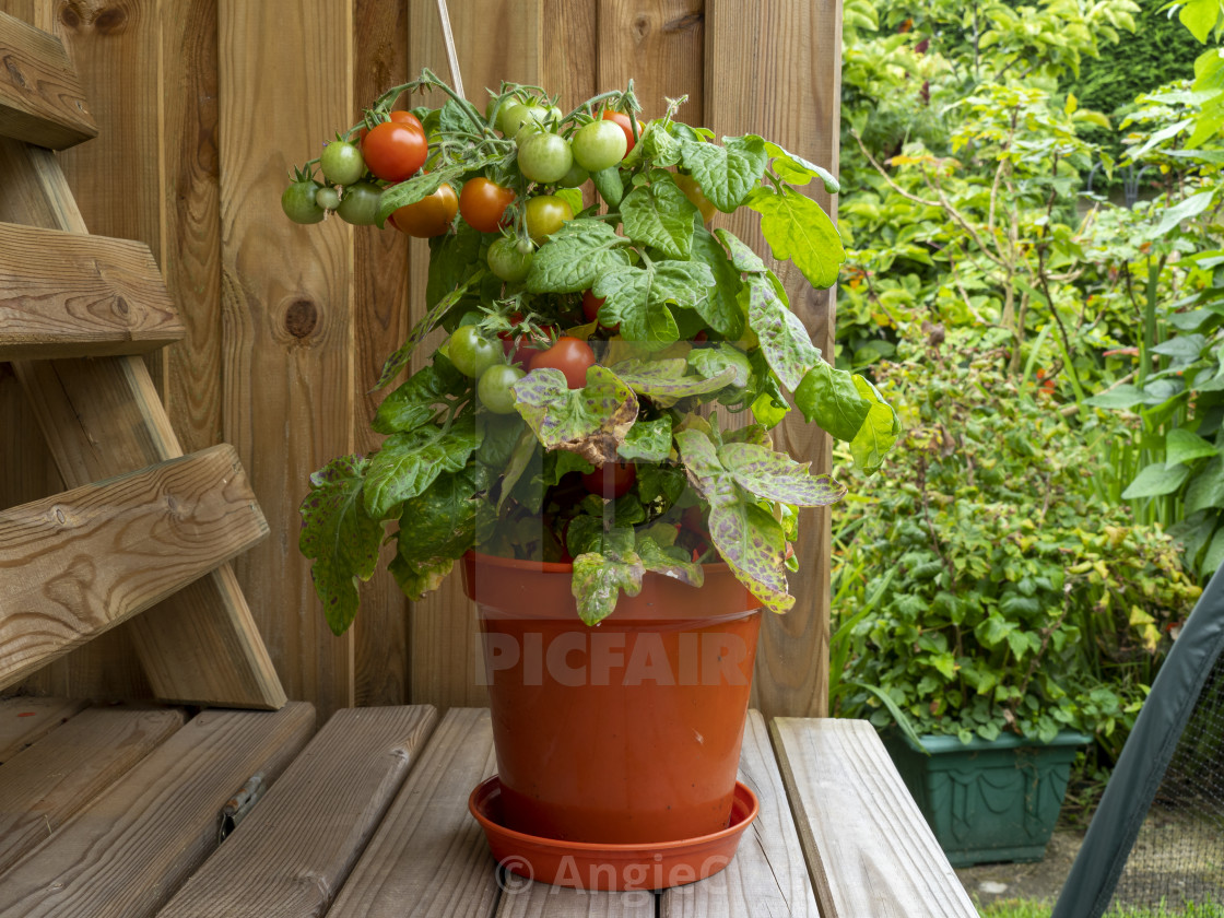 "Dwarf tomato plant, variety Red Robin" stock image