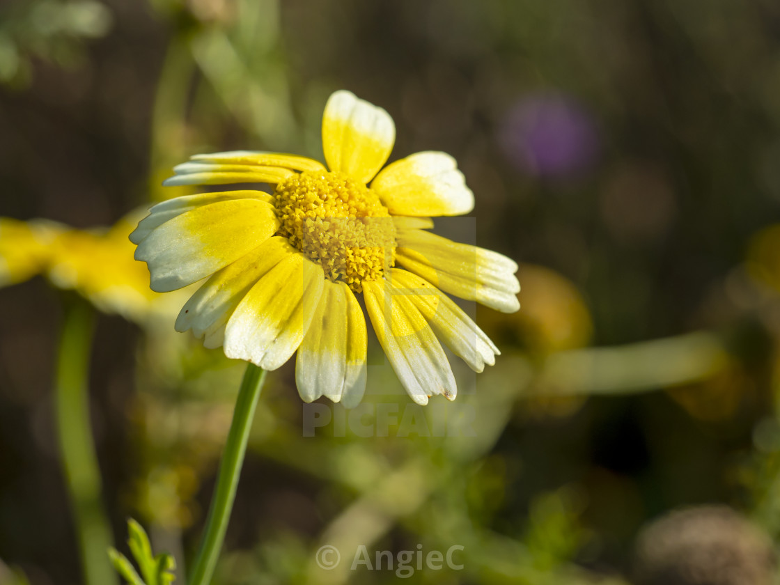 "Yellow and White Flower" stock image