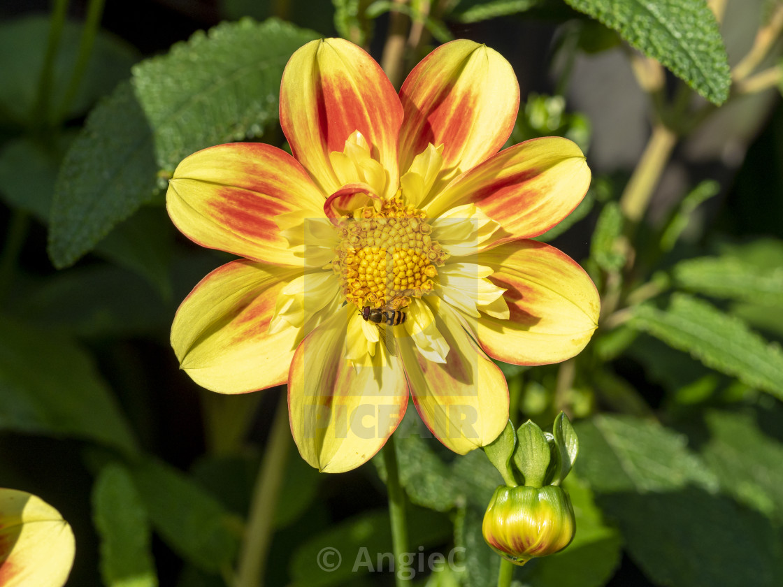 "Yellow and orange Dahlia flower with a hoverfly" stock image