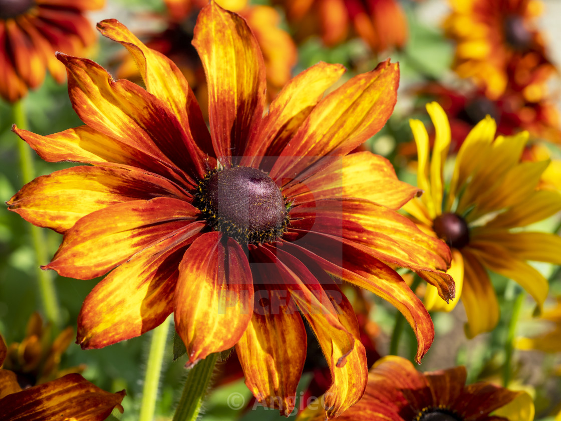 "Orange and yellow Rudbeckia hirta flower, variety Cappucino" stock image