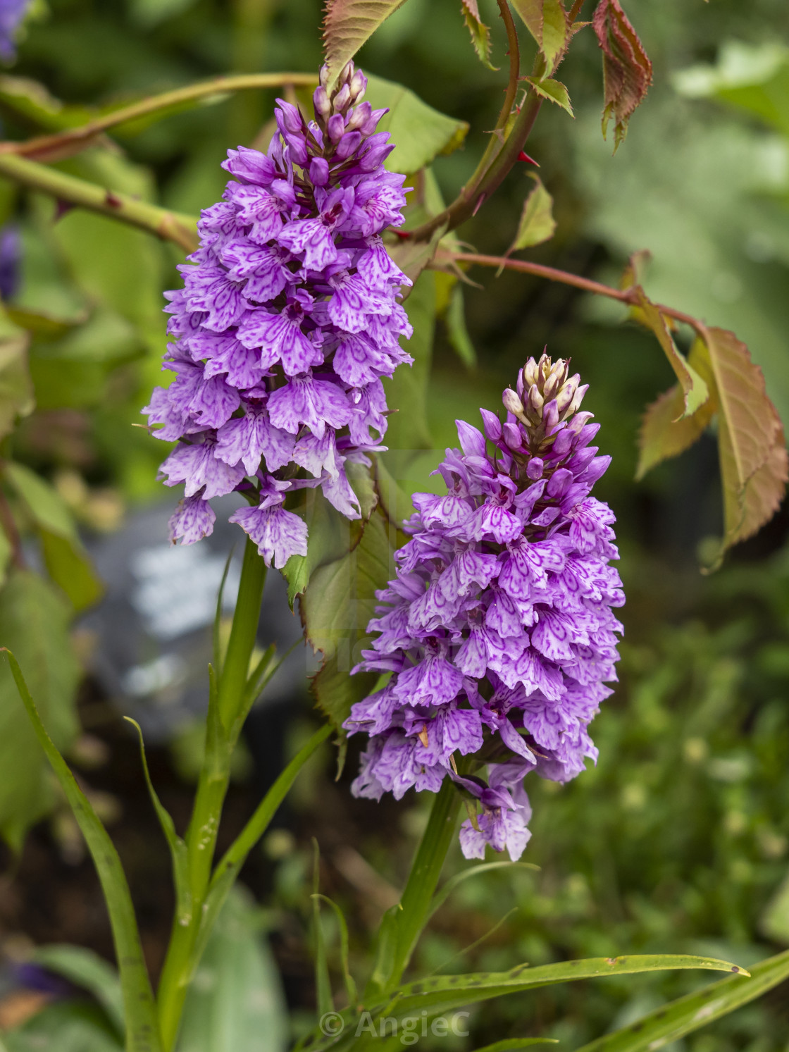 "Common Spotted Orchid" stock image