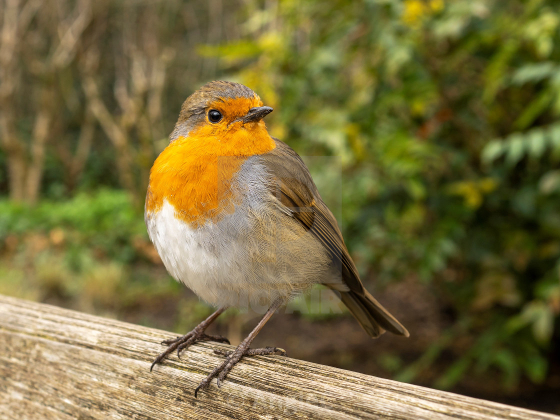 "Posing Robin" stock image