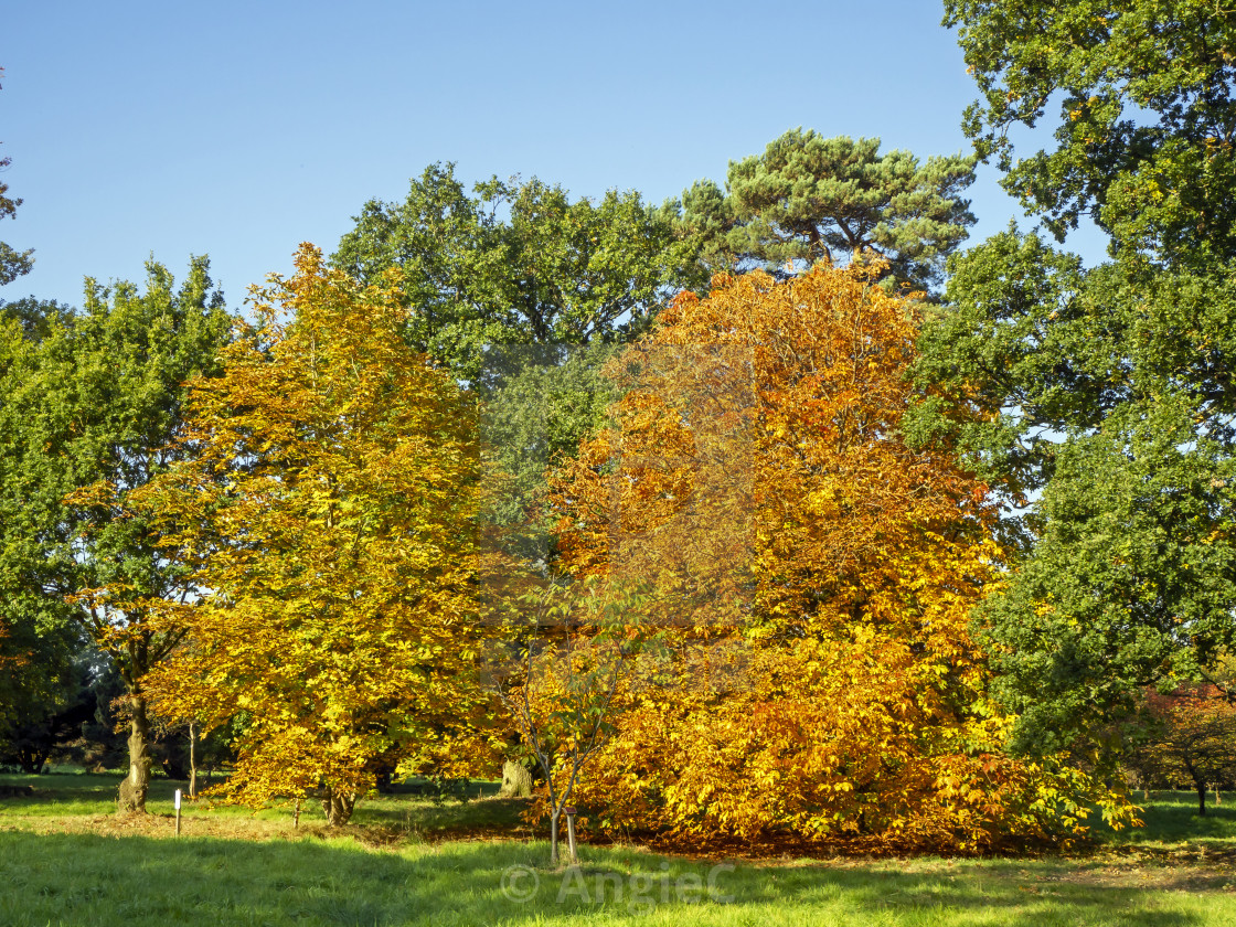 "Autumn Foliage" stock image