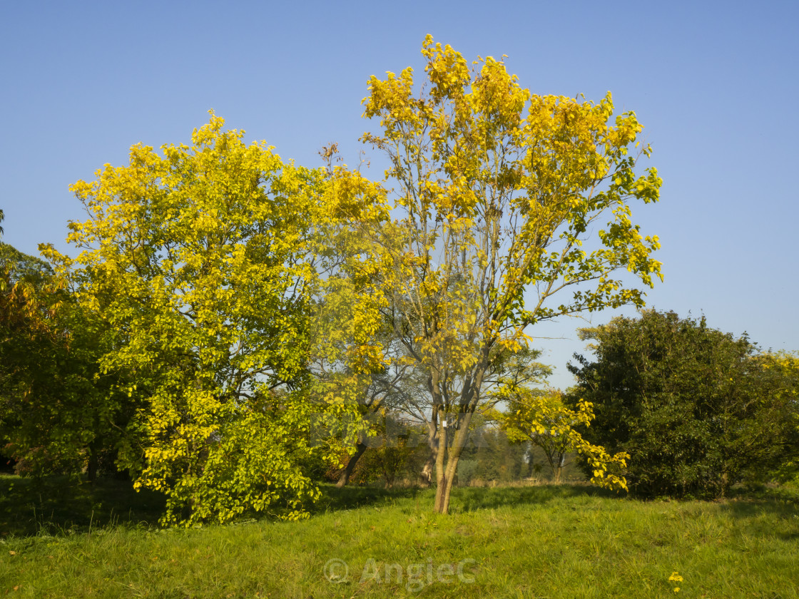 "Autumn Trees" stock image