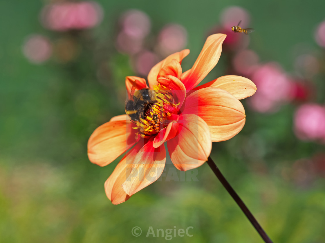 "Orange Dahlia flower with Pollinators" by AngieC - $6.19 "Orange Dahlia flower with Pollinators" stock image