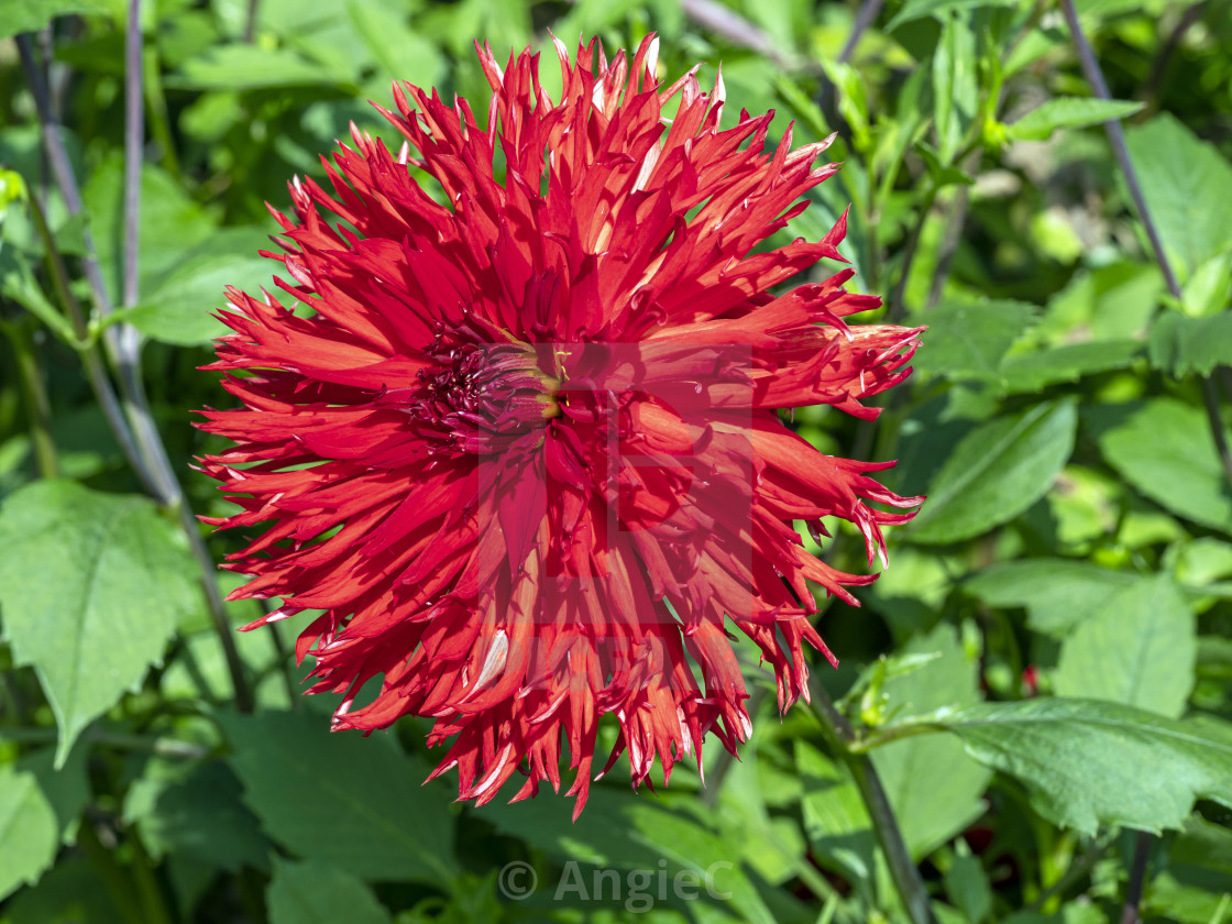 "Large Frilly Red Dahlia" stock image