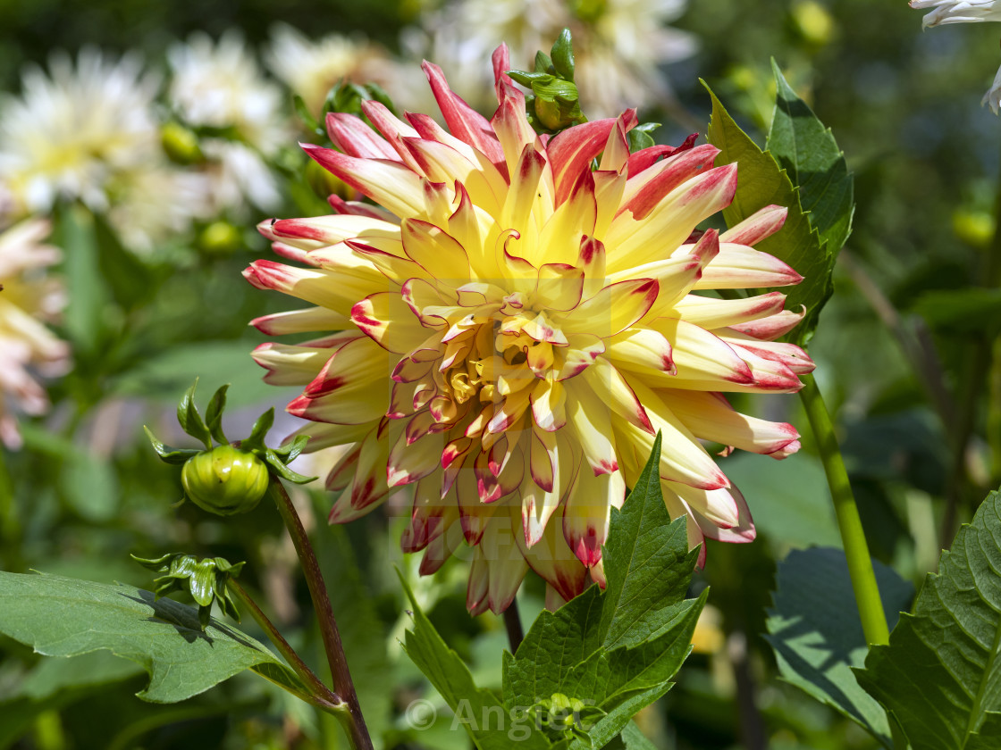 "Yellow and Pink Dahlia" stock image