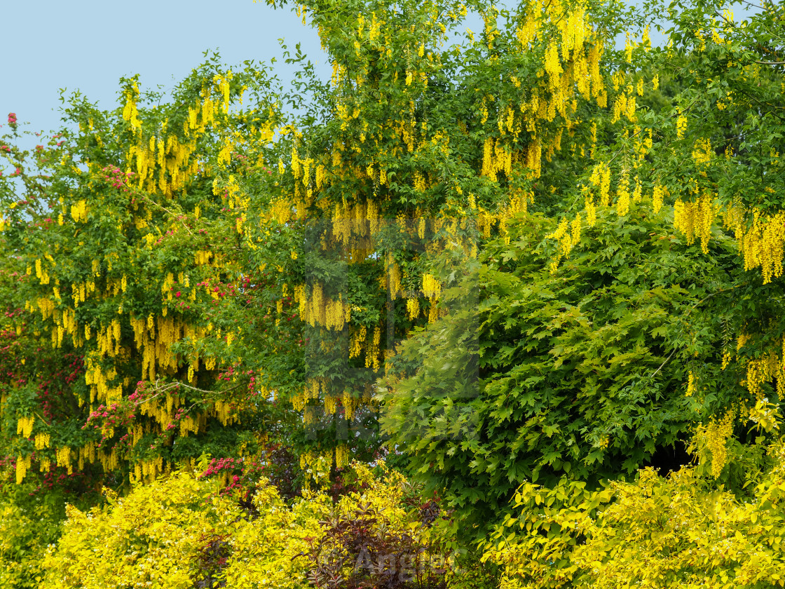 "Laburnum" stock image