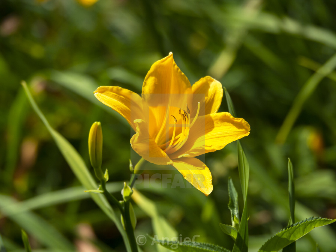 "Hemerocallis daylily, variety 'Aten'" stock image