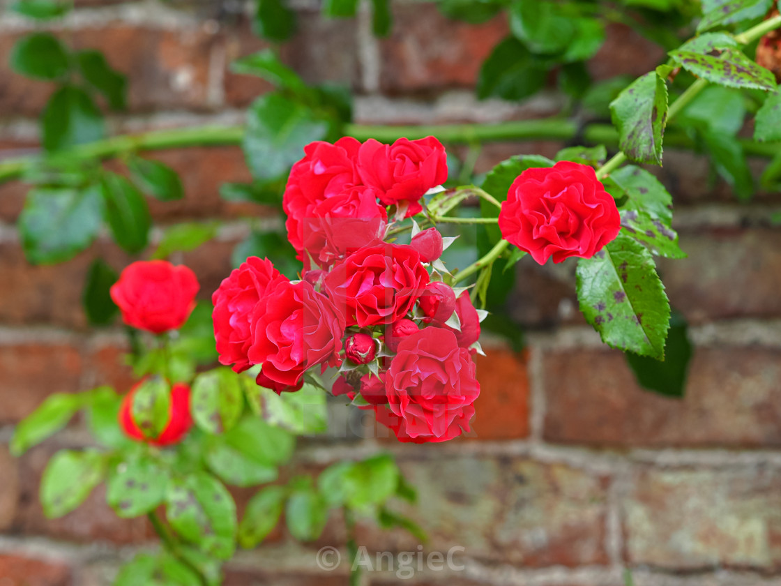 "Climbing Red Roses" stock image
