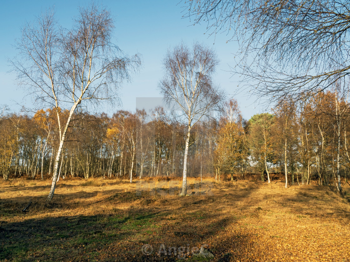 "Skipwith Common National Nature Reserve" stock image