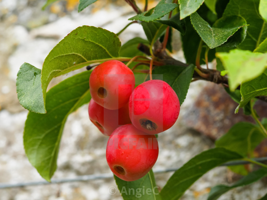 "Red crab apples hanging on a branch" stock image