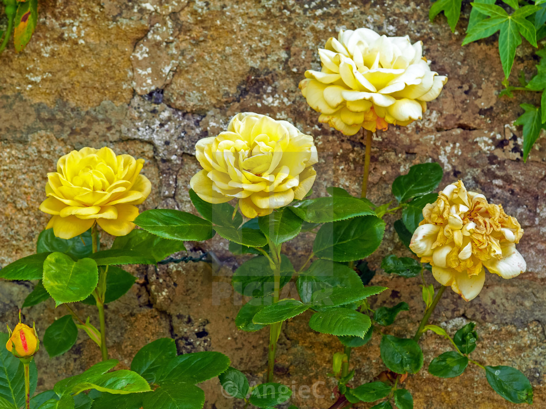 "Yellow Roses" stock image