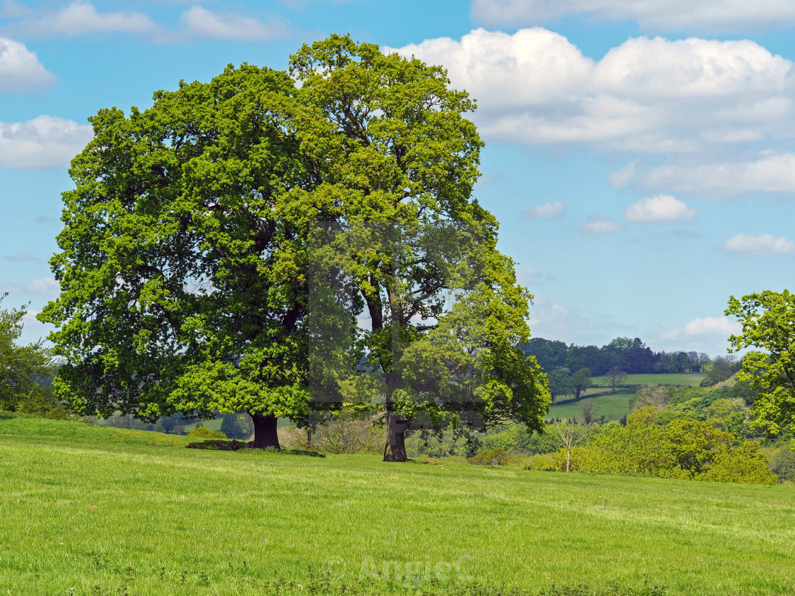 "Trees on a Hillside" stock image