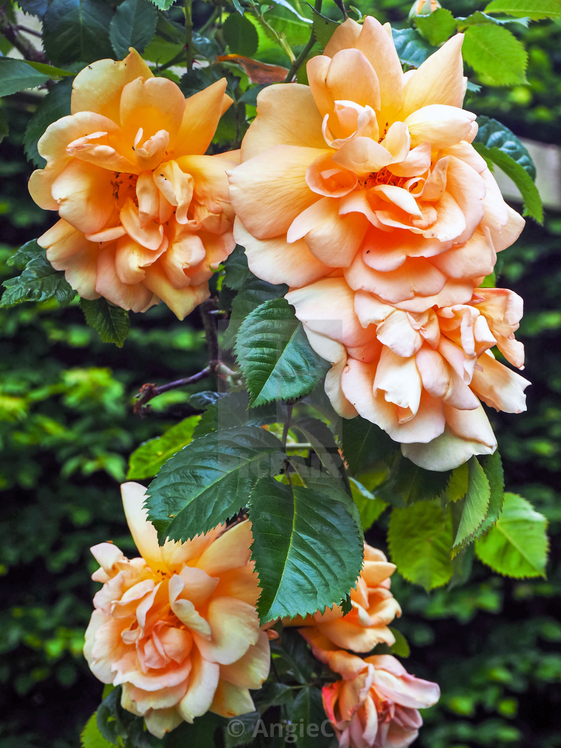 "Wilted Roses" stock image