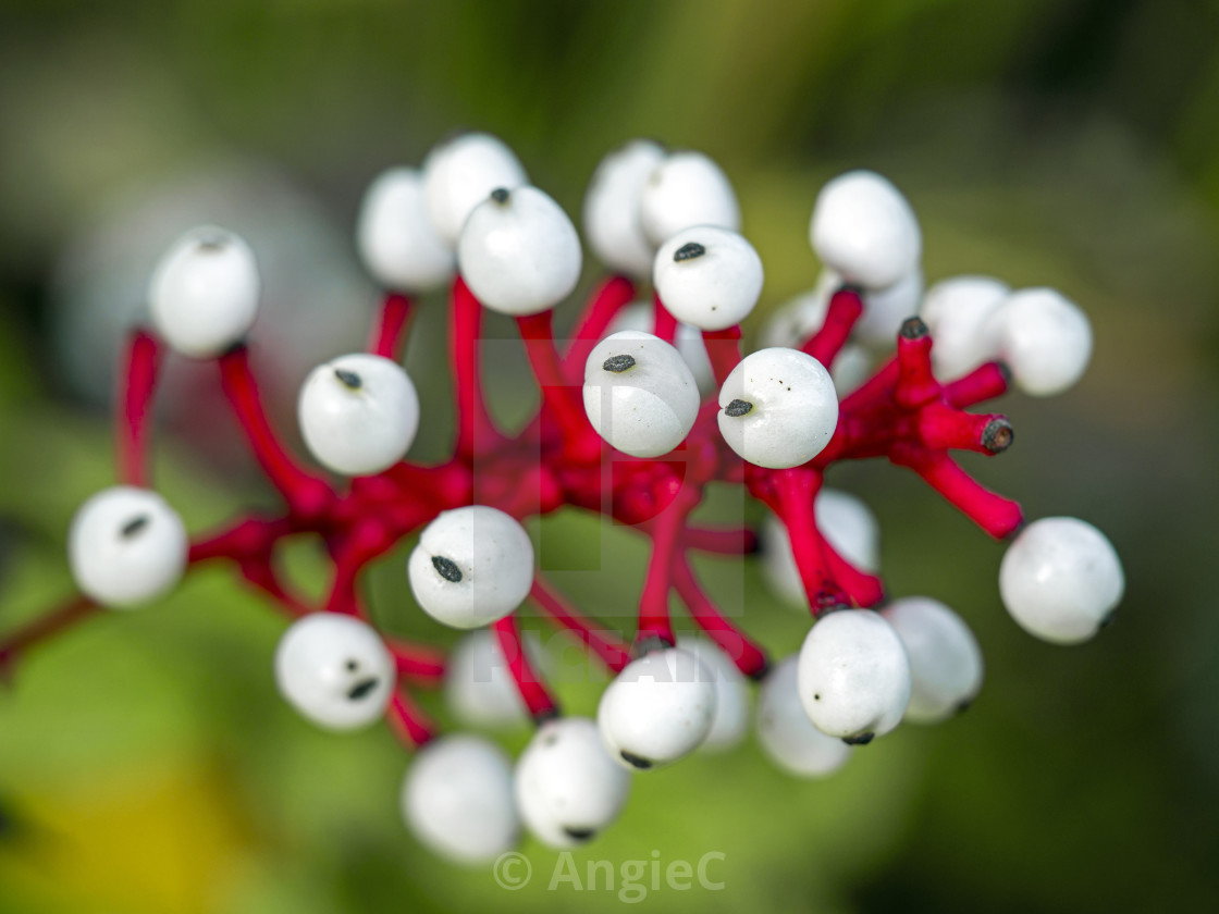 "White Baneberry" stock image