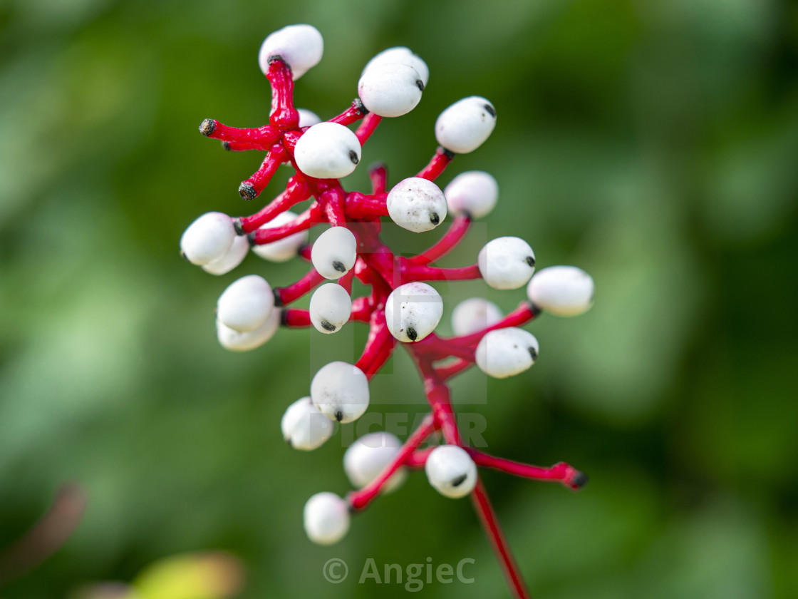 "White Baneberry" stock image