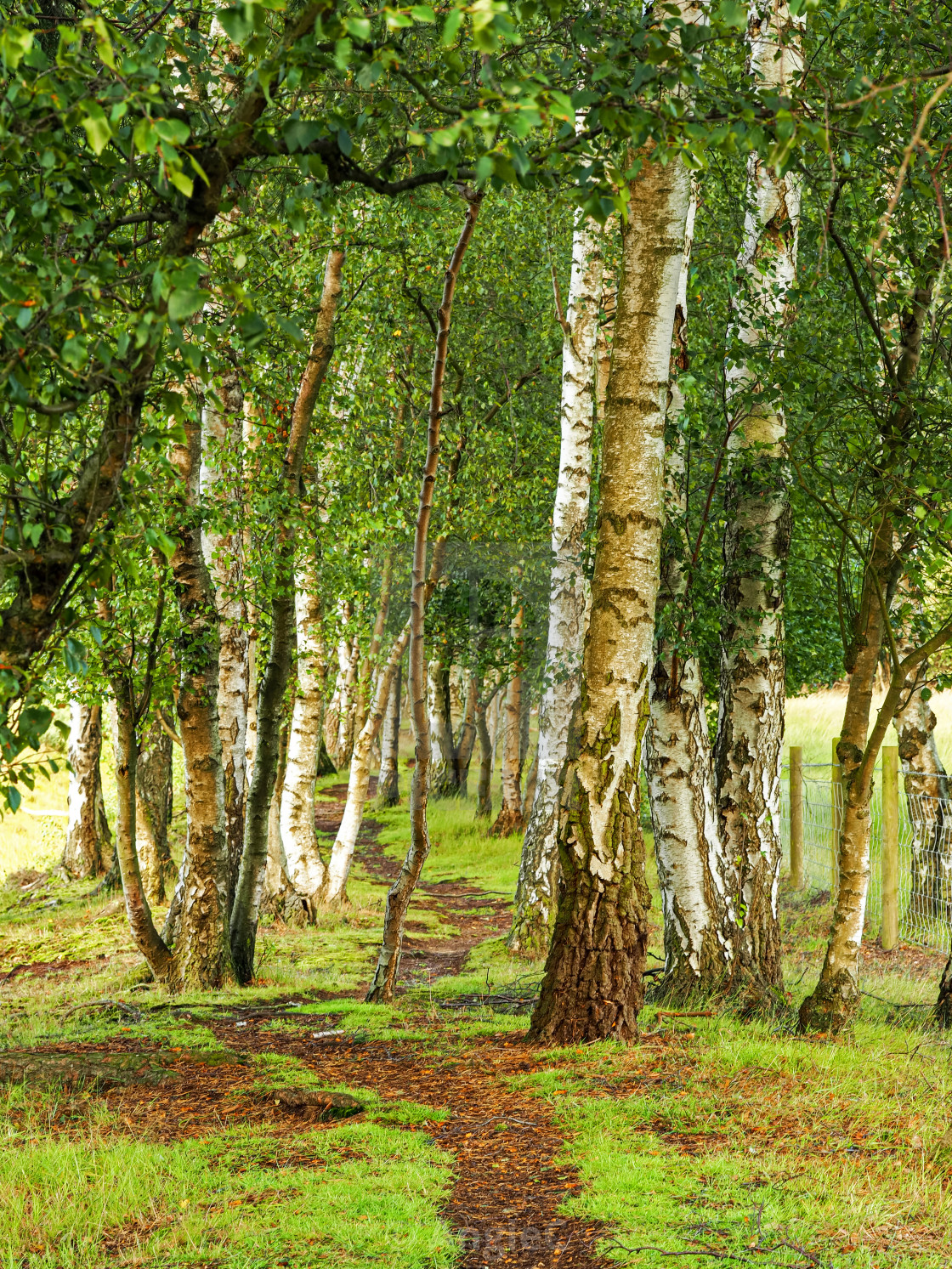 "Path through silver birch trees in a wood" stock image