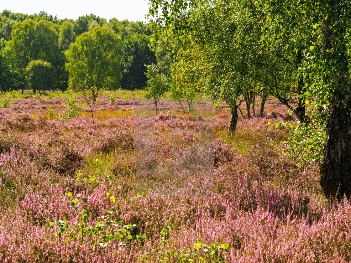 "Heather at Skipwith Common" stock image