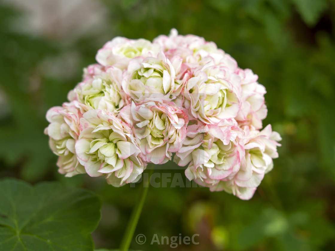 "Geranium Apple Blossom" stock image