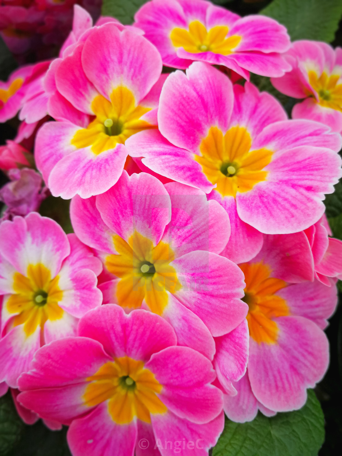 "Pretty pink primrose, variety 'Apple Blossom'" stock image