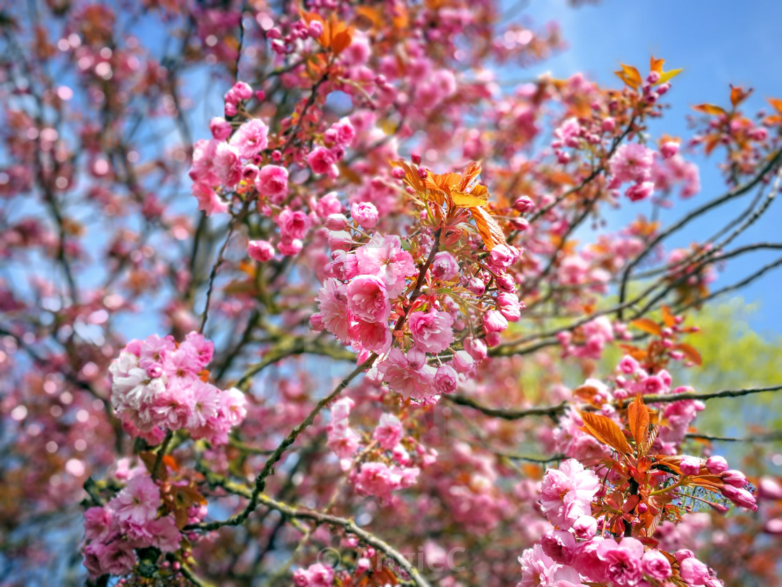 "Beautiful pink cherry blossom" stock image