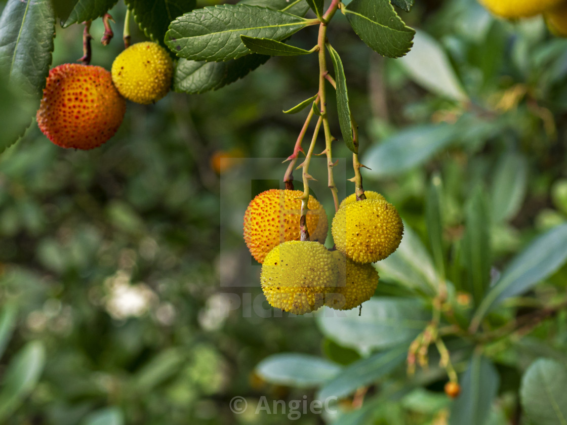 "Strawberry tree fruits (Arbutus unedo)" stock image