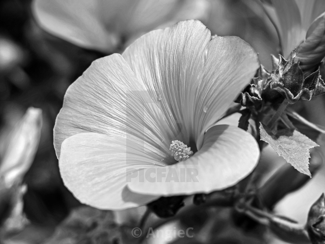 "Tree Mallow Flower in Black and White" stock image