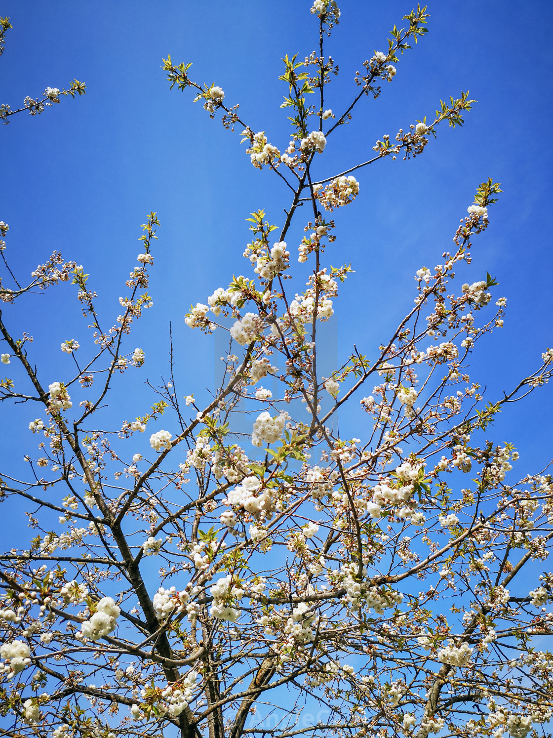 "White Cherry Blossom" stock image