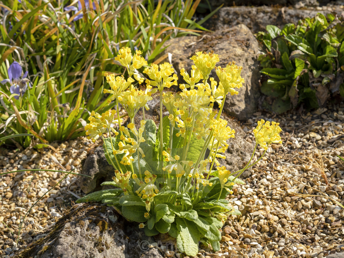 "Cowslip, Primula veris, in a rock garden" stock image