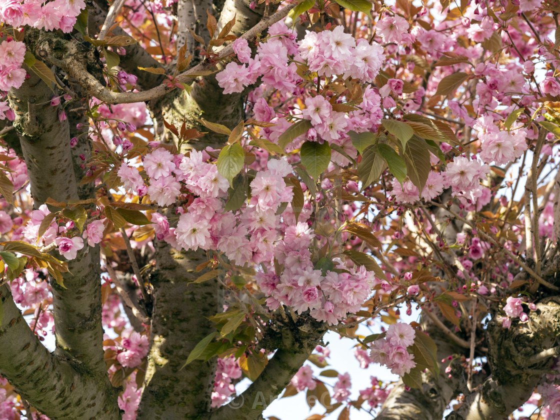 "Cherry tree with pink blossom in spring" stock image