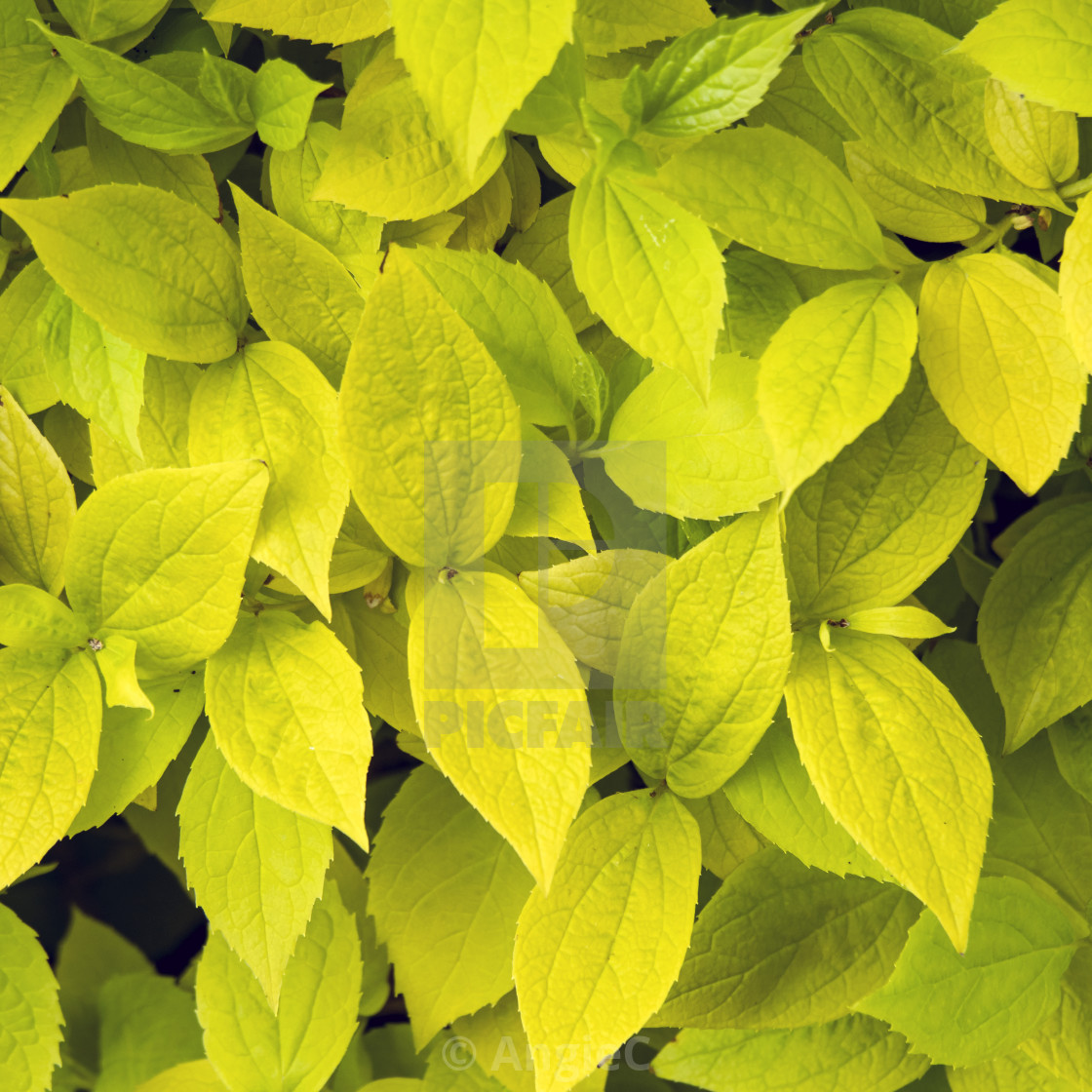 "Yellow leaves in sunlight" stock image