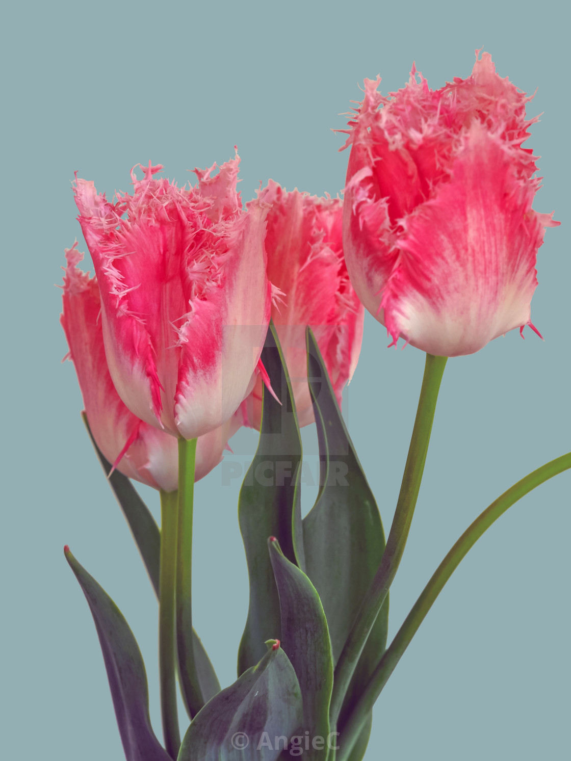 "Closeup of pretty pink fringed tulip flowers" stock image
