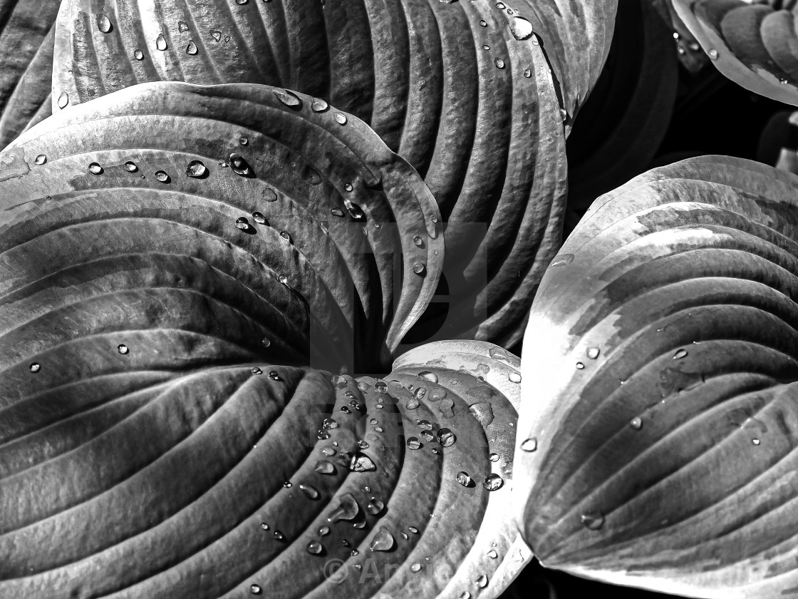 "Variegated Hosta plant leaves in B&W" stock image