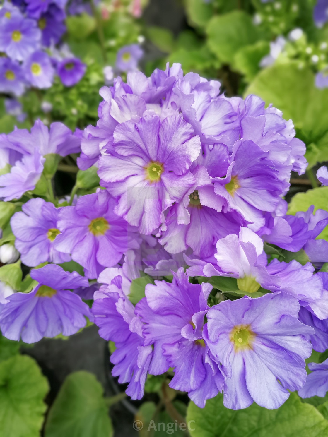 "Soft Purple Primula Flowers" stock image