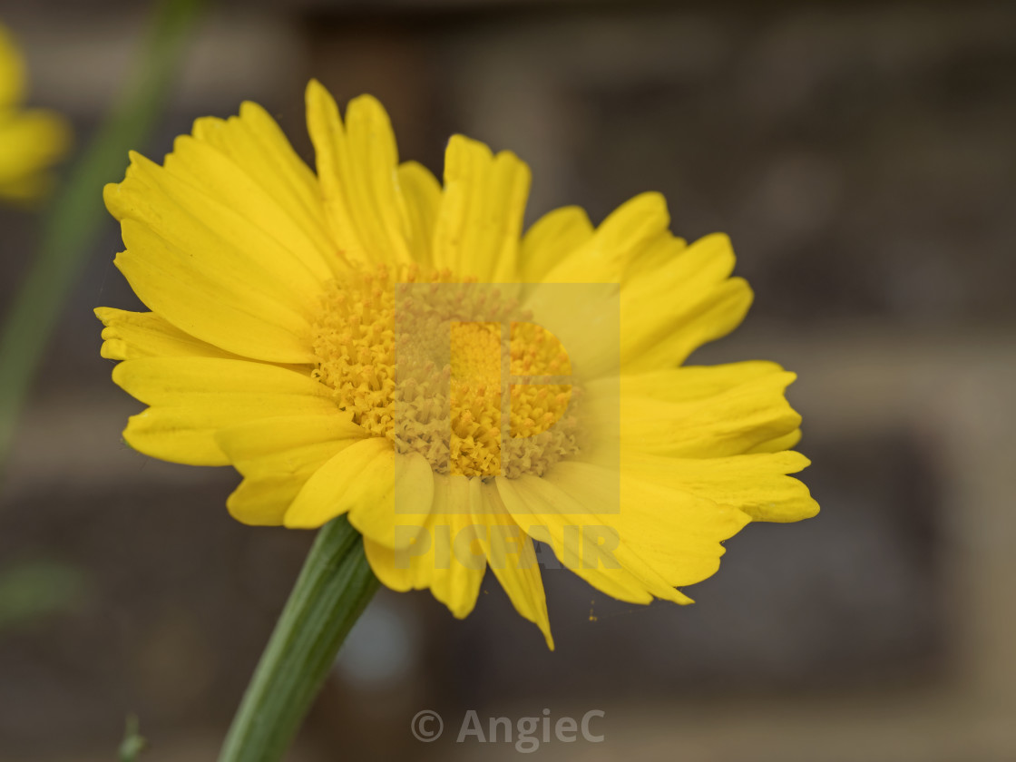 "Closeup of a pretty garland chrysanthemum flower" stock image