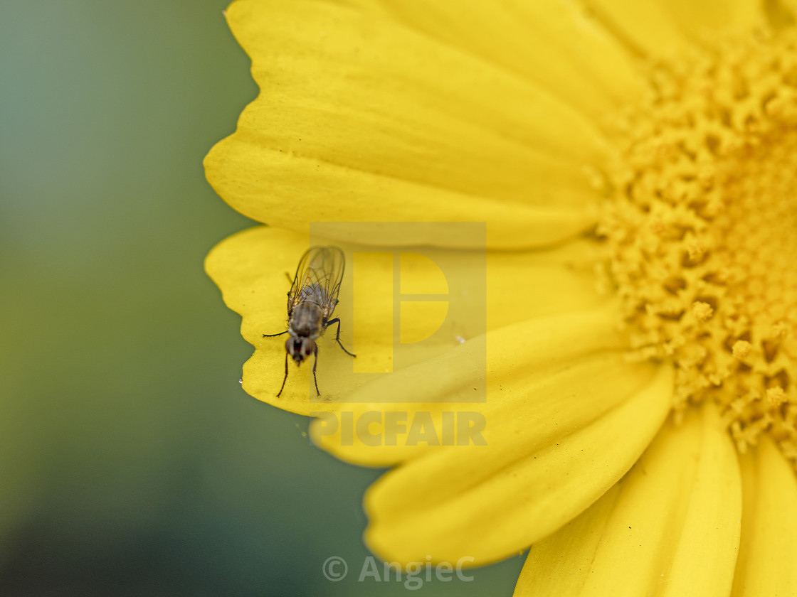 "Bright Yellow Garland Chrysanthemum Flower with a Fly" stock image