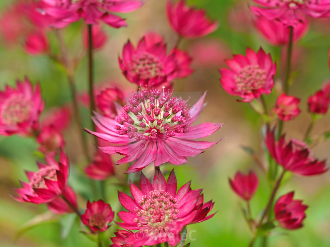 "Pink Astrantia carniolica 'rubra' flowers" stock image