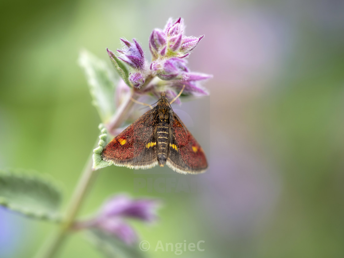 "Mint Moth" stock image