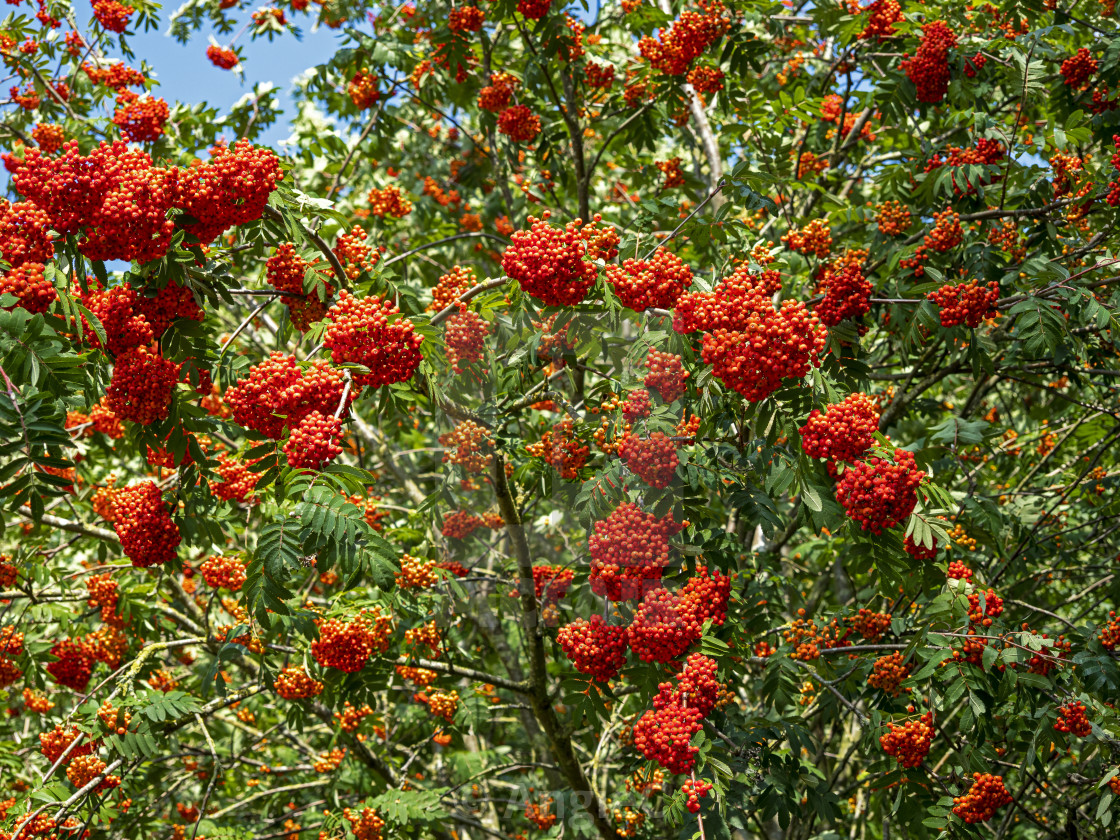 "Abundant red berries on a rowan tree" stock image