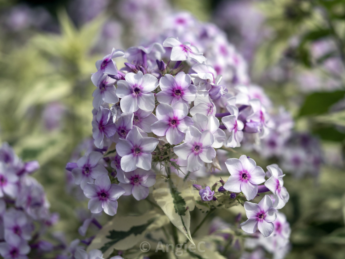 "Phlox paniculata 'Norah Leigh'" stock image