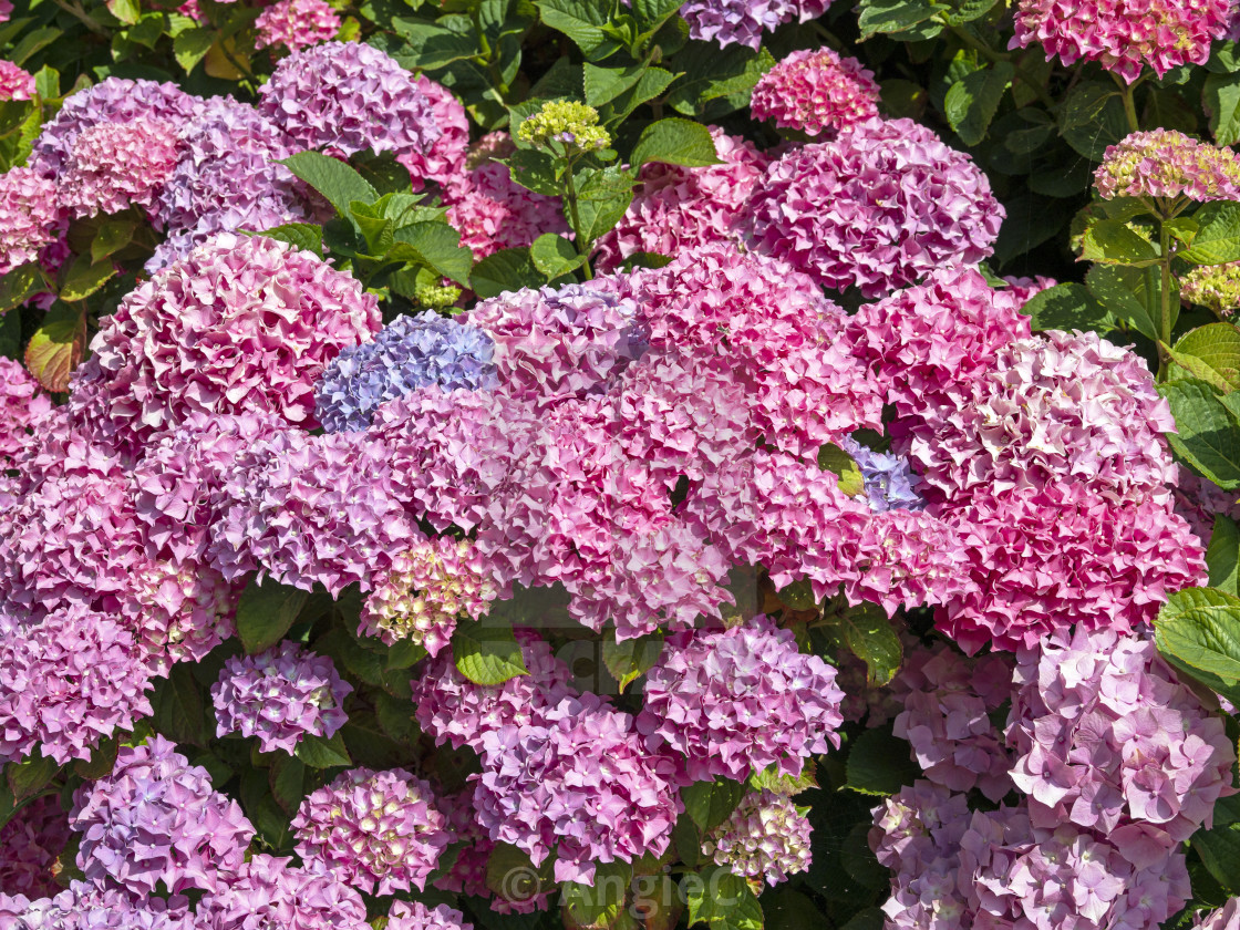 "Hydrangea bush with pink, blue and lilac flowers" stock image