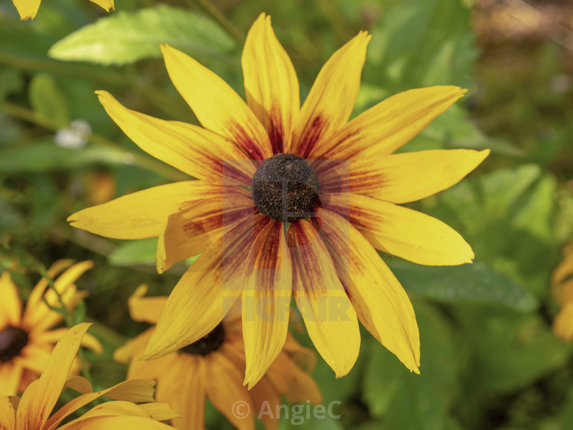 "Yellow Rudbeckia coneflower in a sunny garden" stock image